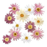 12PCS real Pressed dry Marguerite, Paris Daisy Flower for art craft FSS11