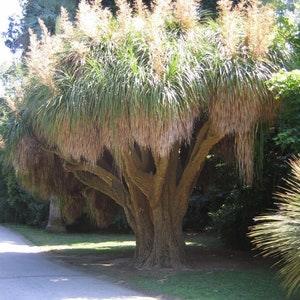 Nolina longifolia - Oaxacan Pony Tail - Bonsai - 5 Seeds