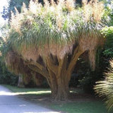 Nolina longifolia - Oaxacan Pony Tail - Bonsai - 5 Seeds