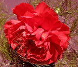 CARNATION GRENADIN SCARLET Dianthus Caryophyllus - 200 Bulk Seeds