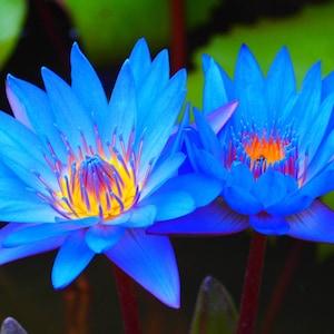 20 Blue Lotus Seeds - Nymphaea Nouchali - Bowl Water Lily Hydroponic Plants - Rare Flower Plant for Home Garden
