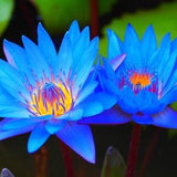 20 Blue Lotus Seeds - Nymphaea Nouchali - Bowl Water Lily Hydroponic Plants - Rare Flower Plant for Home Garden