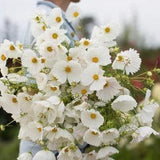 White Cupcake COSMOS SEEDS cut flower bouquet florist wedding bouquet from Dizzy Bees Urban Garden