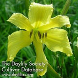 Daylily seeds Itsy Bitsy Spider early blooming yellow 10+ seeds diploid hybrid