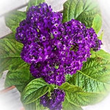 Dwarf Heliotrope Seeds Canada,  Annual Purple Flower, Fragrant Scented Heliotropum Arborescens, Graines D' H??liotrope Semences Border Flower