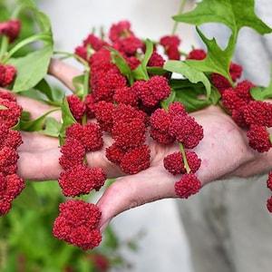 50 + seeds Strawberry Spinach (Chenopodium Foliosum Strawberry Sticks)