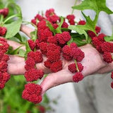50 + seeds Strawberry Spinach (Chenopodium Foliosum Strawberry Sticks)