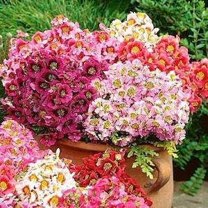 Butterfly Flower Poor Man's Orchid Flowers Blend 0.5g - 400 Seeds Schizanthus Wisetonensis