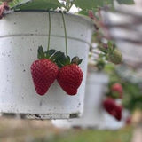Strawberry seeds - 100 seeds -code 029