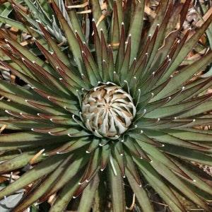 Smooth Bromeliad - Puya Dasylirioides - Rare Bromeliad 'Plants' Seeds - Smooth leaved Tillandsia, Blushing Bromeliad, Air Plant, Gray Moss