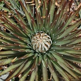Smooth Bromeliad - Puya Dasylirioides - Rare Bromeliad 'Plants' Seeds - Smooth leaved Tillandsia, Blushing Bromeliad, Air Plant, Gray Moss