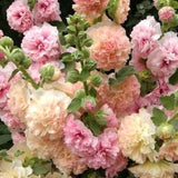Pastel Double Hollyhock SEED