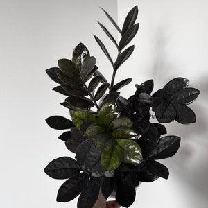 Raven zz plant cutting Black houseplant cuttings Rare
