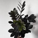 Raven zz plant cutting Black houseplant cuttings Rare