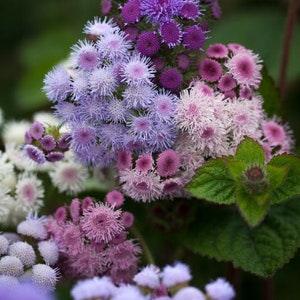 50 Pcs Mix Floss Flower Seeds-Dwarf-AGERATUM HOUSTONIANUM /Floss Flower/ Mexican paintbrush/Beautiful and Fast growing Annual/ FL504