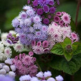 50 Pcs Mix Floss Flower Seeds-Dwarf-AGERATUM HOUSTONIANUM /Floss Flower/ Mexican paintbrush/Beautiful and Fast growing Annual/ FL504
