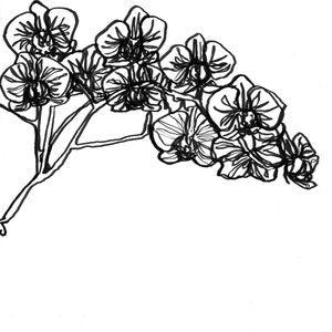 1. Orchid / 8.5 x 11" Matte Gicl???e Print / Continuous Line Drawing / Hand Drawn / Plant Art / Botanical Line Drawing / Minimalism