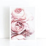 Pink Peony Peonies Flower Art Print Poster Canvas Blush Pink and White (pint)