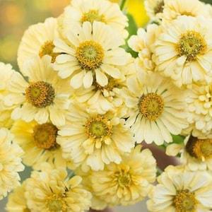 25 seeds lovely Zinnias ??ISABELLINA seed creamy yellow