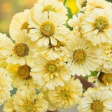 25 seeds lovely Zinnias ??ISABELLINA seed creamy yellow