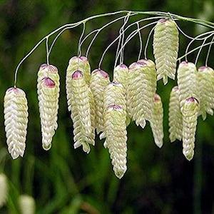 50+ Quaking Grass Seeds- Rattlesnake Grass-BRIZA MAXIMA-Shell Grass-Quaking Ornamental Grass Seeds-Graceful Perennial-G036