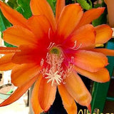 1 unrooted cutting/ leaf/ stem Super Hot Color ALBOLAZA Epiphyllum Orchid Cactus 6-8???