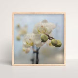 Orchids Flower Photography | Southern California Wild Flower Wall Art | White Wild Flower Print | Spring And Summer Photography | Wall Decor