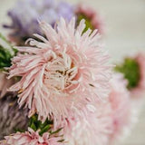 ASTER KING APRICOT Flower Seeds - King Size Wedding Bouquet Flower Seeds / Easy to grow / Huge Apricot Flower Heads / Diy Wedding