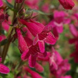 BEARDTONGUE PENSTEMON SPECIES Mix! Unique Rage Beard Tongue 20 Seeds