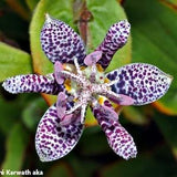 Tricyrtis Hirta * Japanese Hairy Toad Lily * Stunning Orchid * 10 Seeds *
