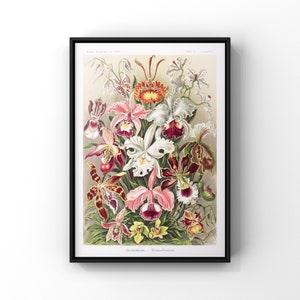 Orchideae Denusblumen 1904 by Ernst Haeckel, Antique Vintage Orchids Print, Living Room Decor, Floral Bedroom Decor UNFRAMED Poster Print