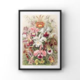 Orchideae Denusblumen 1904 by Ernst Haeckel, Antique Vintage Orchids Print, Living Room Decor, Floral Bedroom Decor UNFRAMED Poster Print