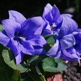 DOUBLE FLOWER CANTERBURY Bells Campanula Medium Cup And Saucer Perennial 20 Seeds