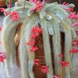 Monkey tail cactus rooted live plant~Hildewintera colademononis~Cola de mono