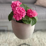 Concrete Pot | Concrete Planter | Orchid Planter Pot