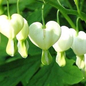 WHITE BLEEDING HEART Dicentra Hardy Perennial Shade Wildflower 5 Fresh Seeds