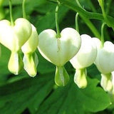 WHITE BLEEDING HEART Dicentra Hardy Perennial Shade Wildflower 5 Fresh Seeds