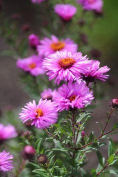 Growing Pink Asters: What Are Some Common Pink Aster Varieties Flower Delivery