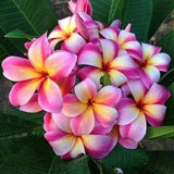 No 202 Plumeria Fioidea Frangipani 1 Seed Seeds Zaden Temple Tree Scented Rose