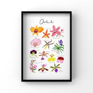 Orchid Varieties Print, Floral Wall Art, Botanical Illustration A3 Poster