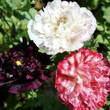 50 Pcs Peony Poppy Antique Shade Flower Seeds- PAPAVER PAEONIFLORUM-Great Annual Flower! FL395