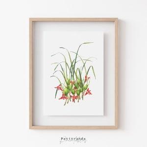 Orchid Maxillaria Print, Botanical Wall Art Prints, Flower Printable Wall Art, Orchid Maxillaria Poster, Orchid Flower Decor