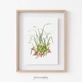 Orchid Maxillaria Print, Botanical Wall Art Prints, Flower Printable Wall Art, Orchid Maxillaria Poster, Orchid Flower Decor