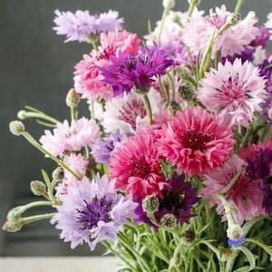 100+ seeds - Tall Mixed Bachelor??s Button Seeds ??Centaurea cyanus?? Annual Cornflower Cut Flowers Dried Flowers Bouquet