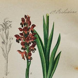 Bug Orchid Print - Original Antique Botanical Print 1880s - Anacamptis coriophora (plant flower seed orchidaceae purple pink anacamptis)