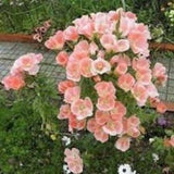 N 122, Godetia Monarch 20 Seeds Zaden Seeds Climber Garden Plant Grandiflora Azalea Clarkia Amoena