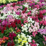 100 Seeds- Dwarf Snapdragon Flower Seeds-Magic Carpet--pv362- Excellent Annual -Antirrhinum Majus dwarf- Majus Montego Mix