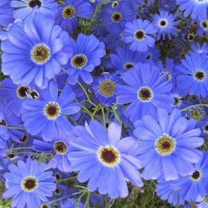 30 seeds Blues Blue Daisy (Felicia Heterophylla Blue)