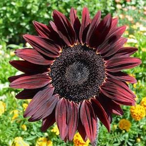 Chocolate Cherry Sunflower Seeds, 30 Seeds // Open Pollinated, Non-GMO, helianthus annuus