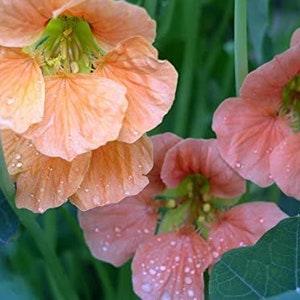 Rare Original Flower Seeds Nasturtium "Kroshka" Dwarf (Tropaeolum majus nanum) Annual. Seeds From Ukraine